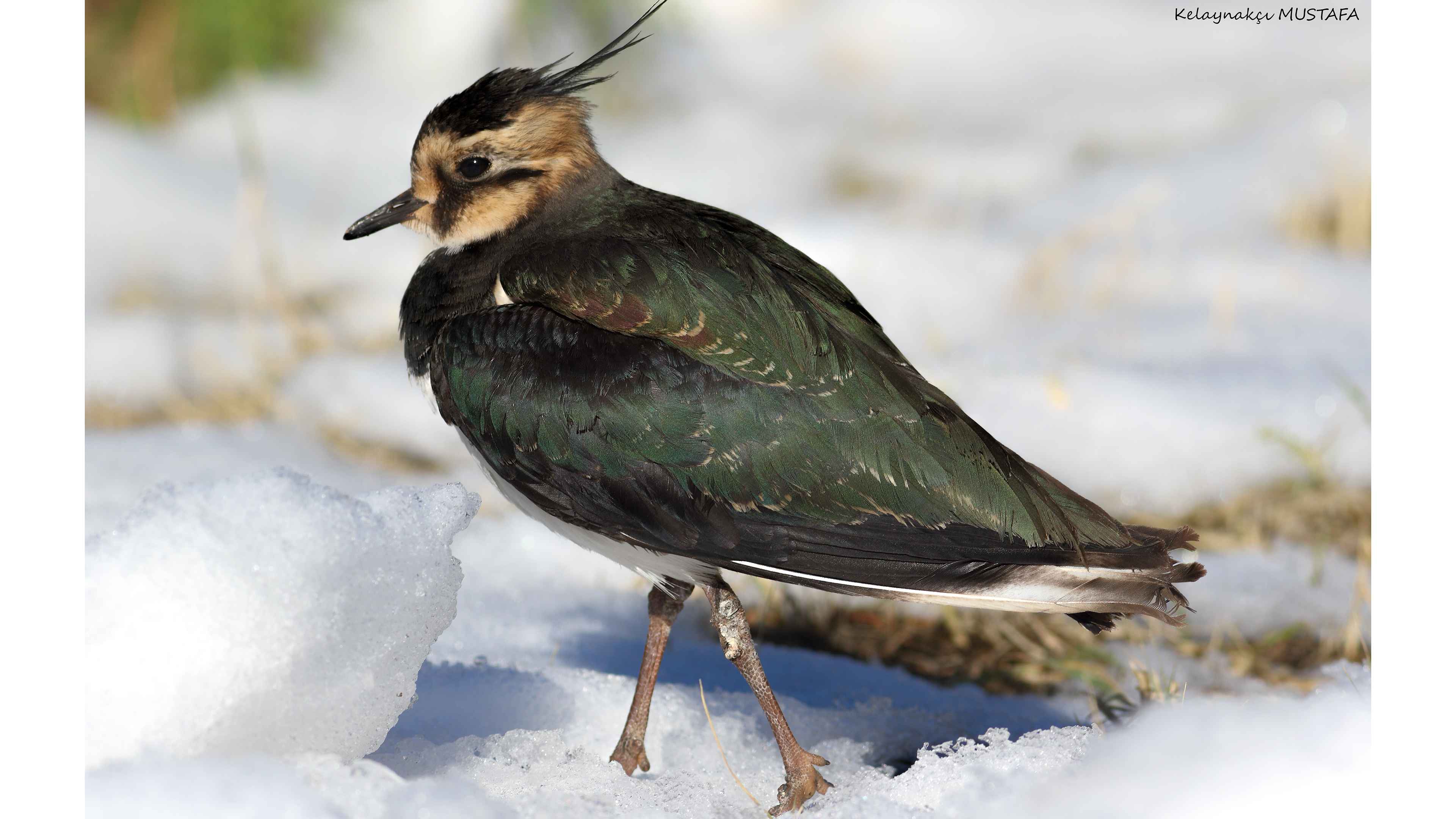 Northern Lapwing